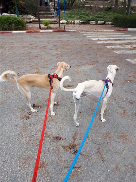 Поводок из биотана  Производство ForDogTrainers  1.2м * 1 см